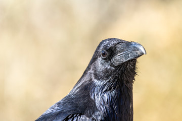A black raven at Grand Canyon