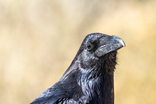 A black raven at Grand Canyon