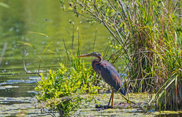 Purple Heron (Ardea purpurea) adult standing in reeds, Baden-Wuerttemberg, Germany