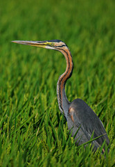 Purple Heron (Ardea purpurea) adult close-up, Baden-Wuerttemberg, Germany