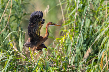 Purple Heron (Ardea purpurea) young bird on nest with open wings, Baden-Wuerttemberg, Germany