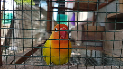 parrot in cage