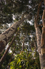 Fototapeta premium tree