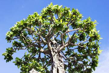 A tree with a background in the sky.
