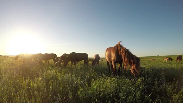 Wild mustangs graze at sunset