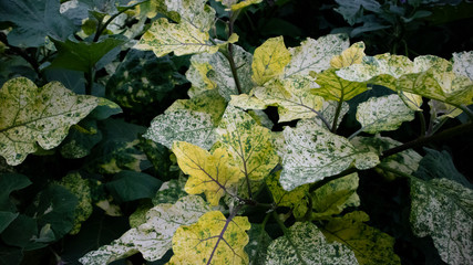 Eggplant garden with thick leaves, looks fertile and well groomed