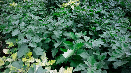 Eggplant garden with thick leaves, looks fertile and well groomed