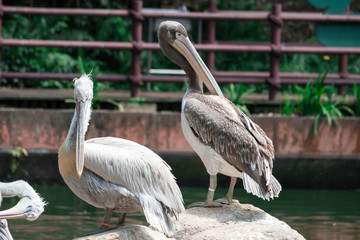 The great white pelican (Pelecanus onocrotalus) aka the eastern white pelican, rosy pelican or white pelican