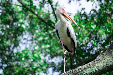 Yellow-billed Stork staring from a tree branch