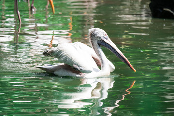 The great white pelican (Pelecanus onocrotalus) aka the eastern white pelican, rosy pelican or white pelican