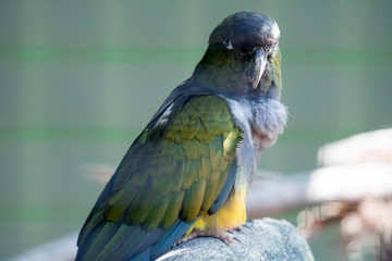 Burrowing parrot (Cyanoliseus patagonus) or Burrowing parakeet also known as the Patagonian conure, portait.