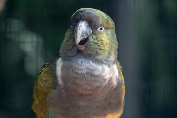 Burrowing parrot (Cyanoliseus patagonus) or Burrowing parakeet also known as the Patagonian conure, portait.
