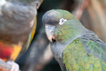Burrowing parrot (Cyanoliseus patagonus) or Burrowing parakeet also known as the Patagonian conure, portait.