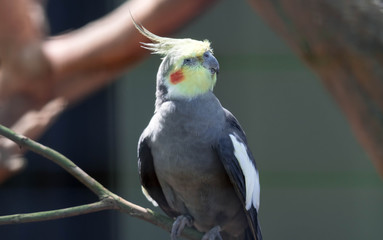 cockatiel sitting on a branch in a cage, Nymphicus hollandicus