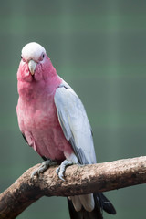 A Galah, Eolophus roseicapilla, also known as the Rose-breasted Cockatoo. Sitting on a branch