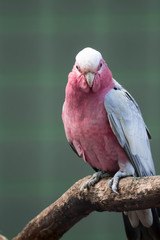Galah, Rose-breasted Cockatoos, hung on branch