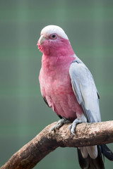 Galah, Rose-breasted Cockatoos, hung on branch