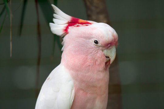 Pink parrot head close up. Lophochroa leadbeateri Cacatua. Major Mitchell's Cockatoo. Lophocroa leadbeateri