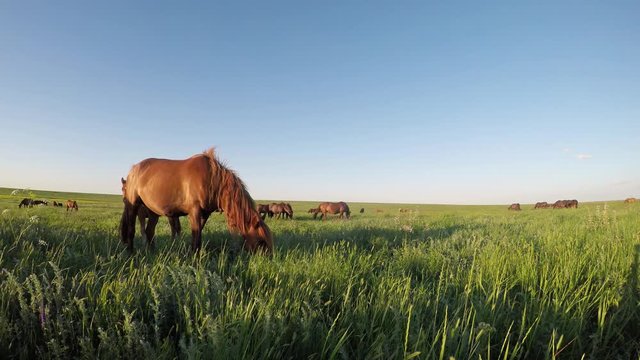 Wild mustangs graze at sunset