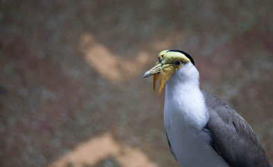 Masked lapwing (Vanellus miles), commonly known in Asia as derpy bird or durian faced bird