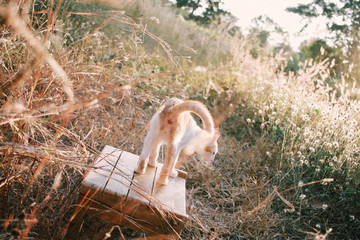 cute orange white kitten love to play with human 