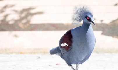 Victoria Crowned bird (Goura victoria)