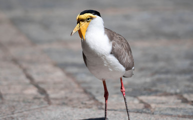 Close up shot of Masked lapwing (Vanellus miles), commonly known in Asia as derpy bird or durian faced bird