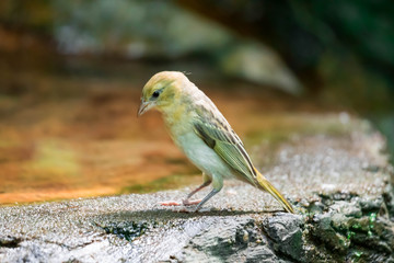 Purple Finch (Haemorhous purpureus)