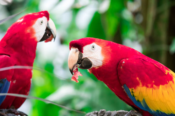 A couple of Scarlett Macaw bird parrot eating