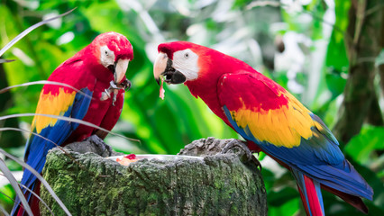 A couple of Scarlett Macaw bird parrot eating