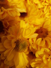 closeup of yellow flower