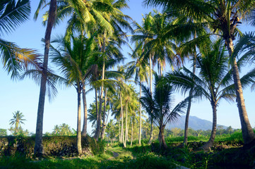 Obraz na płótnie Canvas Coconut tree