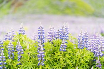 Lupine Flowers and Blurred Background in Iceland