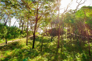 4x4 Bush Track in Moreton Island, Australia