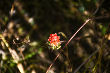 Flor roja
