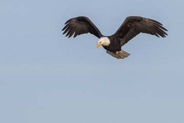 A Bald Eagle Hunts Over Deer Lagoon on Whidbey Island