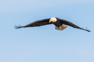 A Bald Eagle Hunts Over Deer Lagoon on Whidbey Island