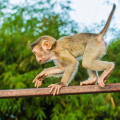 The Macaque Monkeys of Monkey Hill, Phuket.