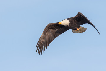 A Bald Eagle Hunts Over Deer Lagoon on Whidbey Island