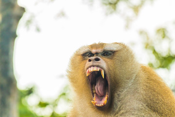 The Macaque Monkeys of Monkey Hill, Phuket.