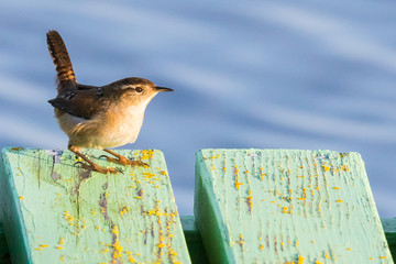 A Marsh Wren Perches on a Painted Boat Dock