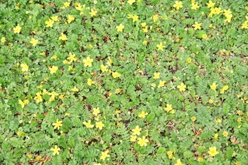 Green leaves background 