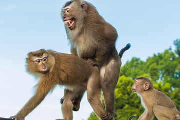 The Macaque Monkeys of Monkey Hill, Phuket.