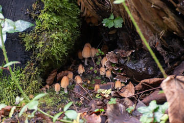 Cluster of mushrooms growing under dead wood in Cornwall