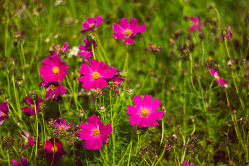 Fototapeta premium Pink flower fields in the morning