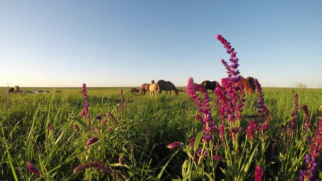 Wild mustangs graze at sunset