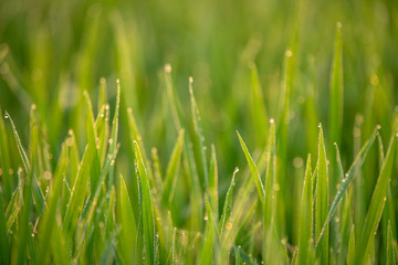 Rice fields in the morning