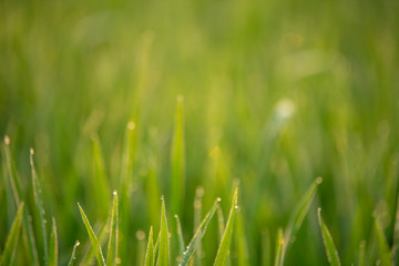 Rice fields in the morning