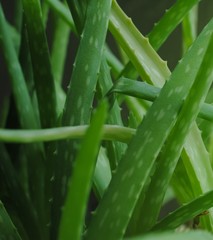 Obraz premium aloe vera