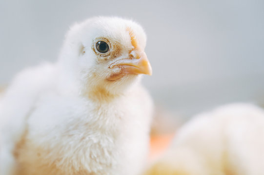 little small broiler poultry white chick bird